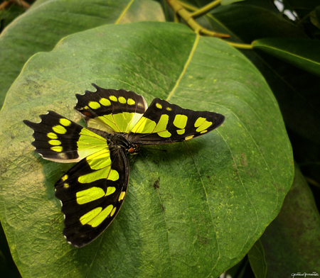 Identificazione farfalle esotiche (sono solo 2 farfalle)